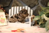 Char-Lynne's Blue Merle Boy #2, a male Miniature Australian Shepherd for sale in Westfield, MA – Photo 7 of 7