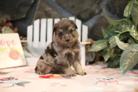Char-Lynne's Blue Merle Boy #2, a male Miniature Australian Shepherd for sale in Westfield, MA – Photo 4 of 7