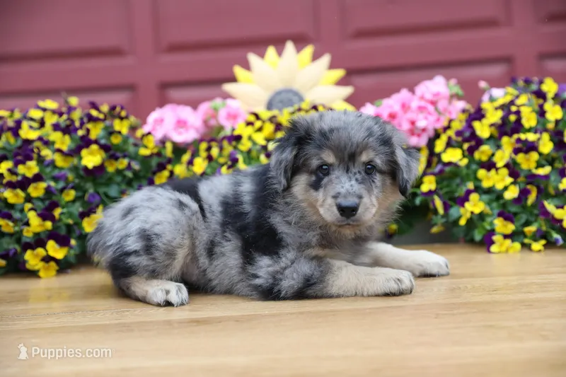 Char-Lynne's Blue Merle Boy #2 – Miniature Australian Shepherd puppy for sale in Westfield, MA