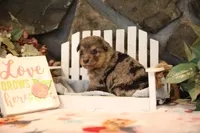 Char-Lynne's Blue Merle Boy #2, a male Miniature Australian Shepherd for sale in Westfield, MA – Photo 2 of 7