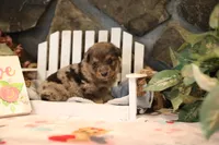Char-Lynne's Blue Merle Boy #2, a male Miniature Australian Shepherd for sale in Westfield, MA – Photo 3 of 7