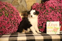 Misty's tri girl #2, a female Australian Shepherd for sale in Westfield, MA – 9 of 10