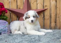 Vegas's Blue Merle Boy, a male Australian Shepherd for sale in Westfield, MA – 7 of 10