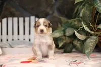 Lily-Rose's blue merle girl #3, a female Australian Shepherd for sale in Westfield, MA – Photo 1 of 7