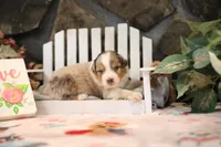 Lily-Rose's blue merle girl #3, a female Australian Shepherd for sale in Westfield, MA – Photo 2 of 7