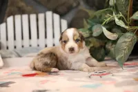 Lily-Rose's blue merle girl #3, a female Australian Shepherd for sale in Westfield, MA – Photo 7 of 7