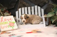 Lily-Rose's blue merle girl #3, a female Australian Shepherd for sale in Westfield, MA – Photo 4 of 7