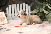 Lily-Rose's blue merle girl #3, a female Australian Shepherd for sale in Westfield, MA – Photo 5 of 7
