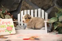 Lily-Rose's blue merle girl #3, a female Australian Shepherd for sale in Westfield, MA – Photo 3 of 7