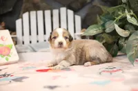Lily-Rose's blue merle girl #3, a female Australian Shepherd for sale in Westfield, MA – Photo 6 of 7