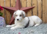 Vegas's blue girl, a female Australian Shepherd for sale in Westfield, MA – 4 of 10