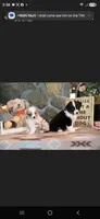 Porche's blue merle boy , a male Australian Shepherd for sale in Westfield, MA – 5 of 5