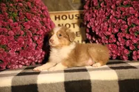 Luna's Red Tri Girl #1, a female Australian Shepherd for sale in Westfield, MA – 9 of 10