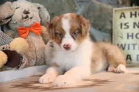 Patti's Red Merle Girl #1, a female Australian Shepherd for sale in Westfield, MA – 4 of 7