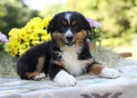 Porche's black tri boy #2, a male Australian Shepherd for sale in Westfield, MA – 2 of 4