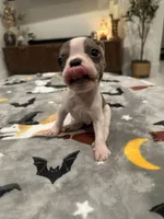 Riley, a male French Bulldog and Frenchton for sale in Coachella, CA – 4 of 4