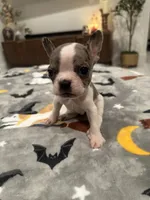 Riley, a male French Bulldog and Frenchton for sale in Coachella, CA – 2 of 4
