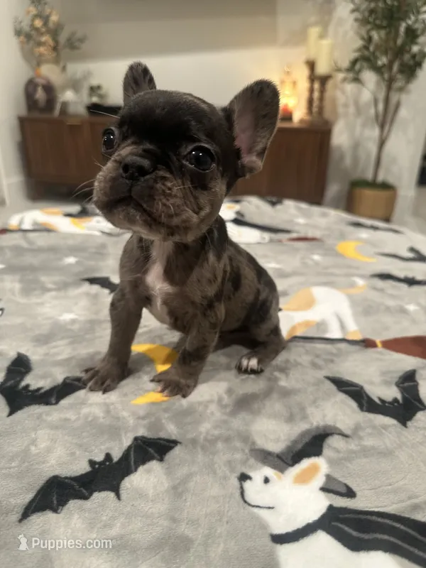 Rex – French Bulldog, Frenchton puppy for sale in Coachella, CA