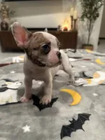 Sky, a female French Bulldog and Frenchton for sale in Coachella, CA – 3 of 5