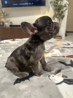 Rex, a male French Bulldog and Frenchton for sale in Coachella, CA – 4 of 4
