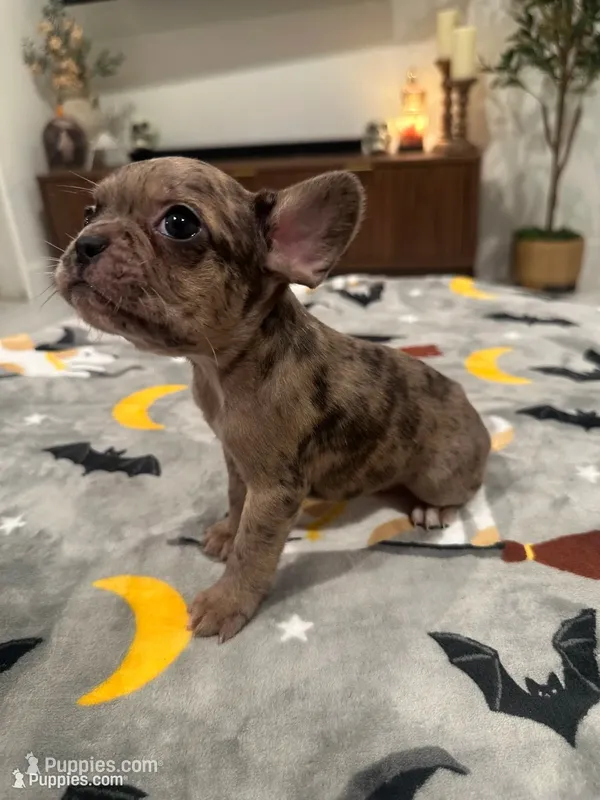 Arlo – French Bulldog, Frenchton puppy for sale in Coachella, CA