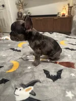 Rex, a male French Bulldog and Frenchton for sale in Coachella, CA – 2 of 4