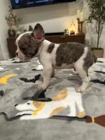 Riley, a male French Bulldog and Frenchton for sale in Coachella, CA – 3 of 4