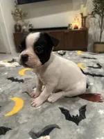 Mya, a female French Bulldog and Frenchton for sale in Coachella, CA – 2 of 3