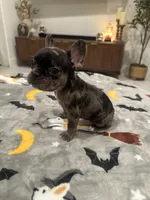 Rex, a male French Bulldog and Frenchton for sale in Coachella, CA – 3 of 4