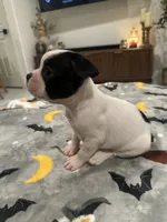 Mya, a female French Bulldog and Frenchton for sale in Coachella, CA – 3 of 3