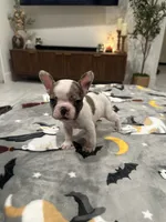 Sky, a female French Bulldog and Frenchton for sale in Coachella, CA – 4 of 5