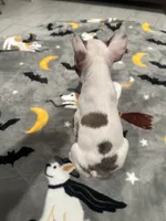 Sky, a female French Bulldog and Frenchton for sale in Coachella, CA – 2 of 5