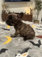 Daisy, a female French Bulldog and Frenchton for sale in Coachella, CA – 1 of 3