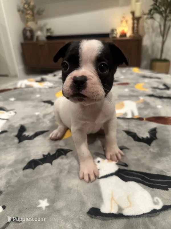 Mya – French Bulldog, Frenchton puppy for sale in Coachella, CA