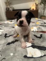 Mya, a female French Bulldog and Frenchton for sale in Coachella, CA – 1 of 3