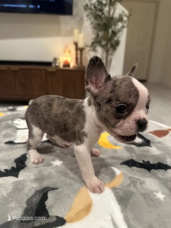 Riley – French Bulldog, Frenchton puppy for sale in Coachella, CA