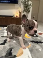 Riley, a male French Bulldog and Frenchton for sale in Coachella, CA – 1 of 4