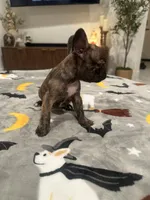 Daisy, a female French Bulldog and Frenchton for sale in Coachella, CA – 3 of 3
