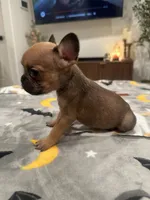 Bambi, a female French Bulldog and Frenchton for sale in Coachella, CA – 2 of 3