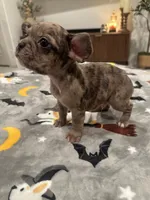 Arlo, a male French Bulldog and Frenchton for sale in Coachella, CA – 2 of 3