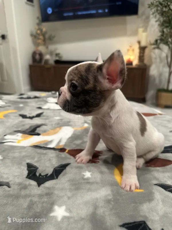Sky – French Bulldog, Frenchton puppy for sale in Coachella, CA