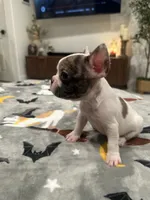 Sky, a female French Bulldog and Frenchton for sale in Coachella, CA – 1 of 5
