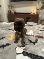 Daisy, a female French Bulldog and Frenchton for sale in Coachella, CA – 2 of 3