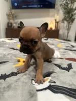 Bambi, a female French Bulldog and Frenchton for sale in Coachella, CA – 1 of 3
