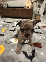 Arlo, a male French Bulldog and Frenchton for sale in Coachella, CA – 3 of 3
