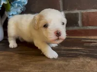 Watson, a male Coton de Tulear for sale in Jackson, TN – 3 of 8