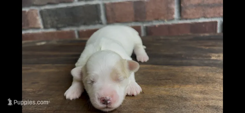 Dolly – Coton de Tulear puppy for sale in Jackson, TN
