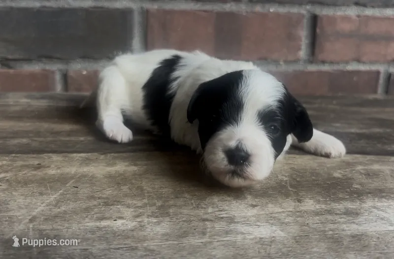 Minnie – Coton de Tulear puppy for sale in Jackson, TN