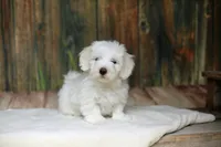 Watson, a male Coton de Tulear for sale in Jackson, TN – 8 of 8