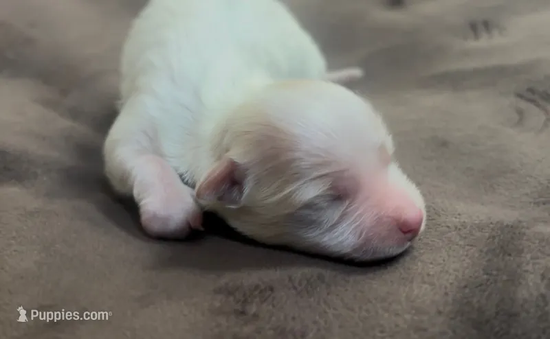 Sherlock – Coton de Tulear puppy for sale in Jackson, TN